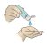 Hand disinfection with alcohol